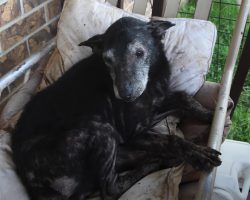 On The Front Porch In A Chair Was An Elderly Dog, And The Flies Were Swarming