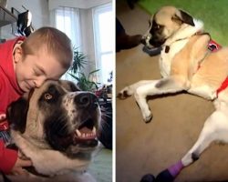 Disabled Boy Adopts Dog Whose Owner Tied Him To A Track And He Got Hit By Train