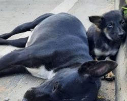 Little Puppy Sat Waiting By His Mama On The Side Of The Road