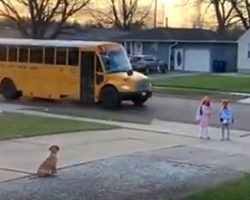 Golden Retriever Pup Sees That His Siblings Make It Onto The Bus Every Morning