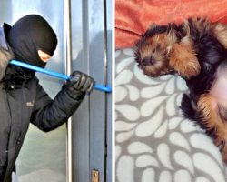 Burglar Exploits Dog’s Friendly Nature And Strangles Him In Front Of His Owner