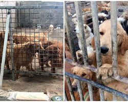 Rescues Work Together To Save 60 Pups From Dog Meat Trade Before Slaughter
