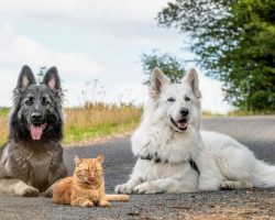 Adorable Kitten Rescued by Two Dogs Now Thinks It’s a Dog Too