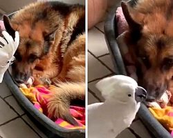 Dog Isn’t In Mood To Play Right Now, So Bird Literally Starts “Barking” At Him