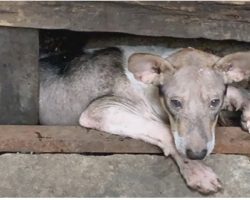 Brutal Man Made Puppy Live In Cramped Space Beneath Porch & Never Let Him Out