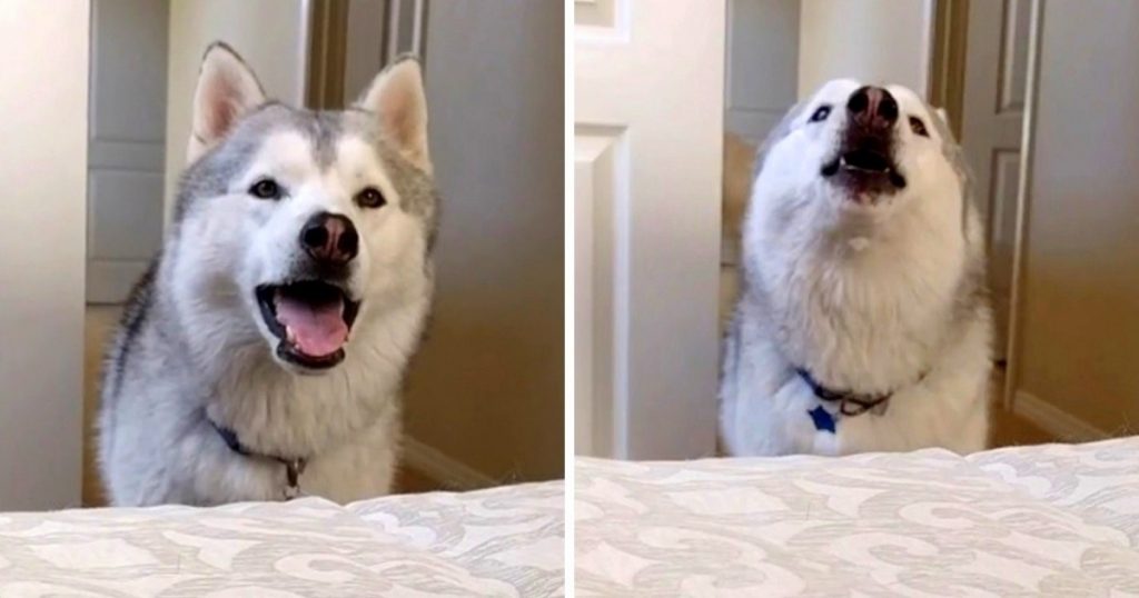 Impatient Husky Throws Temper Tantrum When Mom Asks Him To Wait 5 Mins