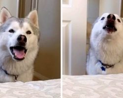 Impatient Husky Throws Temper Tantrum When Mom Asks Him To Wait 5 Mins For Walk