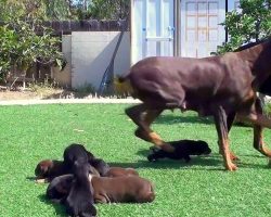 Dog Gets A Little Too Close To The New Litter, So Mama Dog Lunges Right At Him