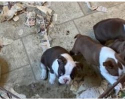 Drain Backs Up In Puppy Miller’s Barn, Forcing 63 Pups To Live In Feces & Waste