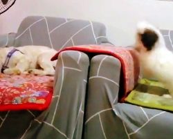 Tiny Puppy Can’t Take A Hint, Keeps Following Brother Who Wants To Take A Nap