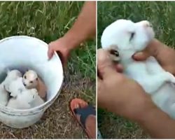 Lady Strolling In Woods Came Upon A Bucket Of Puppies, Picked 1 Up By The Neck
