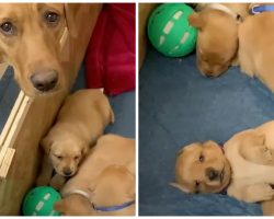 Mama Dog Doesn’t Understand How Come New Pups Aren’t Able To Play Ball With Her