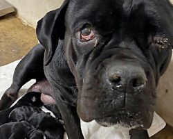 Mama Dog Shields Her Newborn Puppies After Owner Dumps Them All On Dirt Road