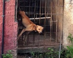 Rich Family Left Their Dog Hanging From Back Door & Starved Him For A Month