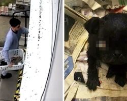 Man Dumps Puppy In Basket Outside Vet Clinic, The Sick Puppy Had To Be Put Down