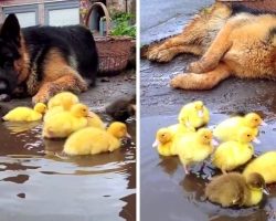 Dog Just Can’t Get Enough Of The New Ducklings, Watches Over Them Like An Angel