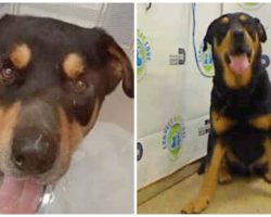 Recently Neutered Rottweiler Unable To Jump In Adopter’s SUV So They Dump Him