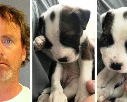 Man “Disciplines” Puppy By Bashing Puppy’s Head Against Wall With Massive Force