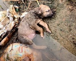 Pint-Sized Pup Laid Unconscious In Ditch After Humans Had Failed Him