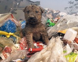 Pup’s Family Treated Him Like Trash, Discarded Him At Dump ‘Where He Belongs’