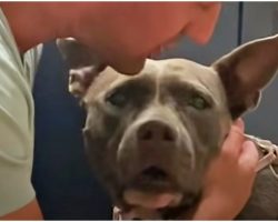 Pit Bull Returned To City Shelter Twice Is Inconsolable And Just Wants A Home