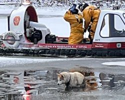 Firemen Rush To Save Freezing Dog Who Fell Through Pond Ice & Got Stuck In Sand