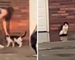 Woman Watches As Neighbors Abandon Their Senior Cat On The Porch And Drive Away