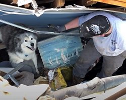 Family’s Dog Emerges From Rubble A Day After Deadly Tornado Ravaged Their Home