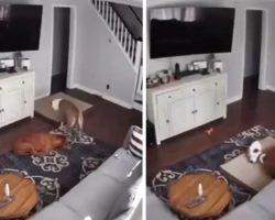 Dog Seen Dragging His Bed Over To Cuddle With Sick Doggy Brother