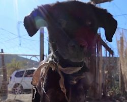 Dog Was Abandoned By Her Own People, And Even The Neighbors Couldn’t Feed Her