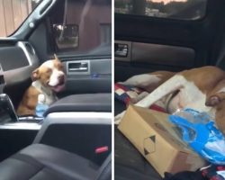 Stray Dog Jumped Into A Truck And Didn’t Get Out Until He Was Adopted