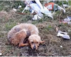 Deserted Blind Old Dog Couldn’t Find Her Way Around, Laid Down & Gave Up