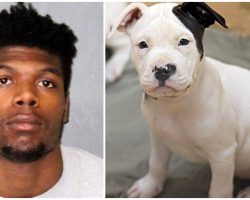 LSU Football Player Abused His Puppy So Badly That He Needed His Leg Amputated