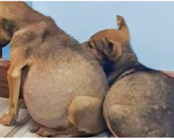 Swollen Bellied Pups Clung To One Another & Fearfully Stared At A Wall
