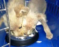 Puppies Were Rotting In Middle Of Nowhere, Man Picked Them Up & His Heart Sank