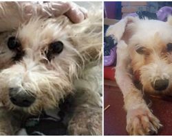 Pup Gets Leg Amputated After Hateful Human Tied Him Outside In Freezing Temps