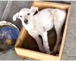 Countless Folks Passed By Dog In Box & Did Nothing But Fill A Tray With Water
