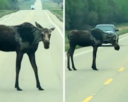 Mama Moose Begs Motorists To Stop Their Cars So Her Baby Can Cross The Road