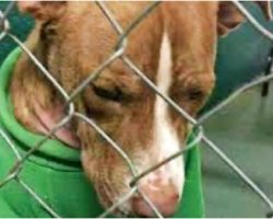 Depressed Dog Sat For 2 Months In Christmas Sweater & Was Still Overlooked