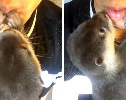 Baby Otter Searches For His Favorite Human And Just Can’t Stop Giving Him Kisses