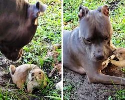 Dog Tries To Stop His Rodent Sibling From Digging A Hole, But He Keeps Failing