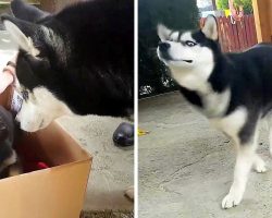 Dog Is Totally Unimpressed When Mom Opens Box And Reveals Her New Baby Brother