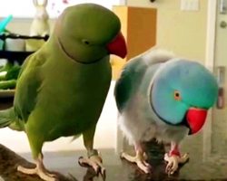 Parrot Comforts His Extremely Sick Brother, Gives Him The Sweetest Hug Ever