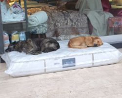 Furniture Store Sets Out A New Mattress For The Local Strays To Sleep On