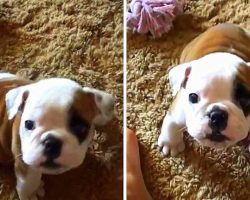 Feisty Bulldog Puppy Throws A Snarky Tantrum When Dad Won’t Snuggle With Her