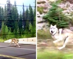 Grey Wolf Chases Family Car On Freeway, But Some Think He’s “Not A Wolf At All”