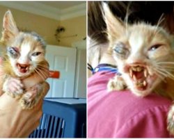 Adults Cringed At Kitten Too Terrifying To Look At So Little Girl Stepped Up