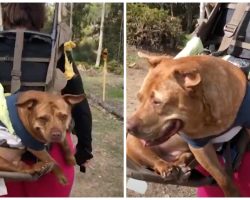 People Light Up Like Fireworks At The Sight Of Woman With Senior Pooch On Back