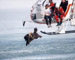 Italian Lifeguard Dogs Courageously Jump Out Of Helicopters To Save Countless Lives