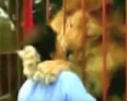 Lion Hugs & Kisses Rescuer Upon Seeing Her Again